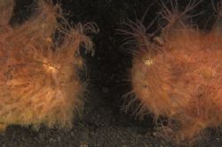 Frogfish faceoff - who ate my fish! Pair of hairy frogfis... by Simon Pickering 